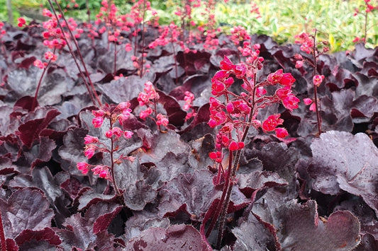 Heuchera 'Black Forest Cake' Purpurglöckchen