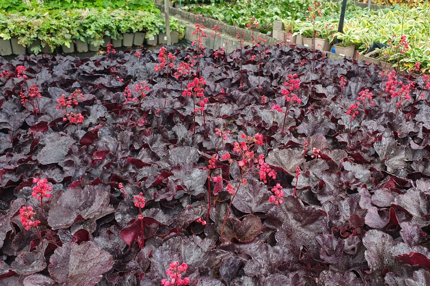 Heuchera 'Black Forest Cake' (Purpurglöckchen)