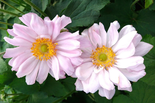 Anemone x japonica 'Mont Rose' Herbstanemone