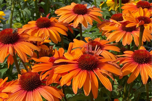 Echinacea 'SunSeekers Clementine' ® Scheinsonnenhut