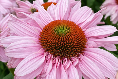 Echinacea 'SunSeekers Blush'® Scheinsonnenhut