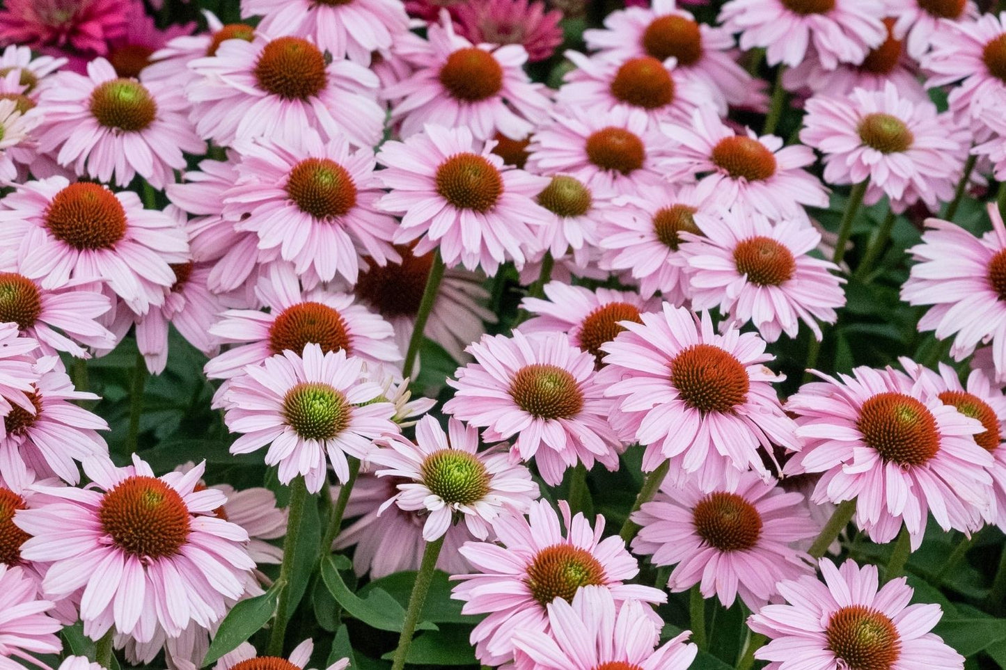 Echinacea 'SunSeekers Blush'® (Scheinsonnenhut)
