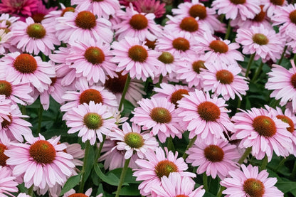 Echinacea 'SunSeekers Blush'® (Scheinsonnenhut)