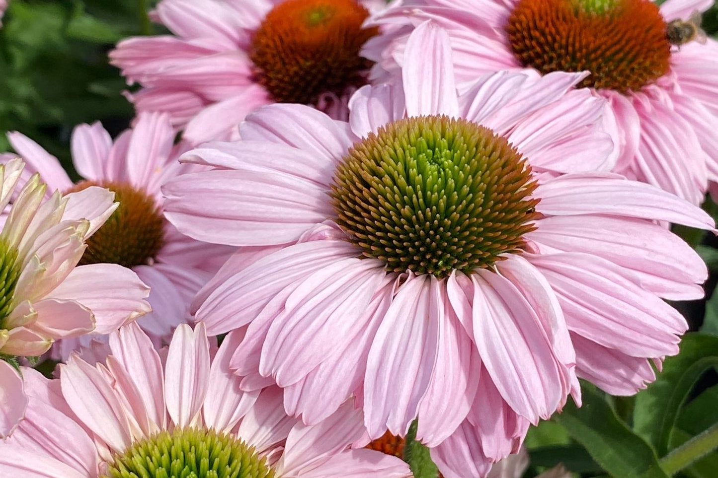 Echinacea 'SunSeekers Blush'® (Scheinsonnenhut)