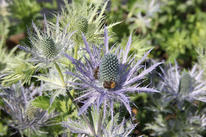 Blütenfest (Das Zeppelinsche Jubiläumsbeet)