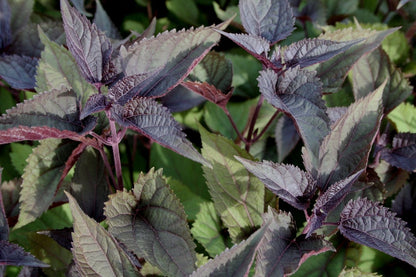 Blütenfest (Das Zeppelinsche Jubiläumsbeet)