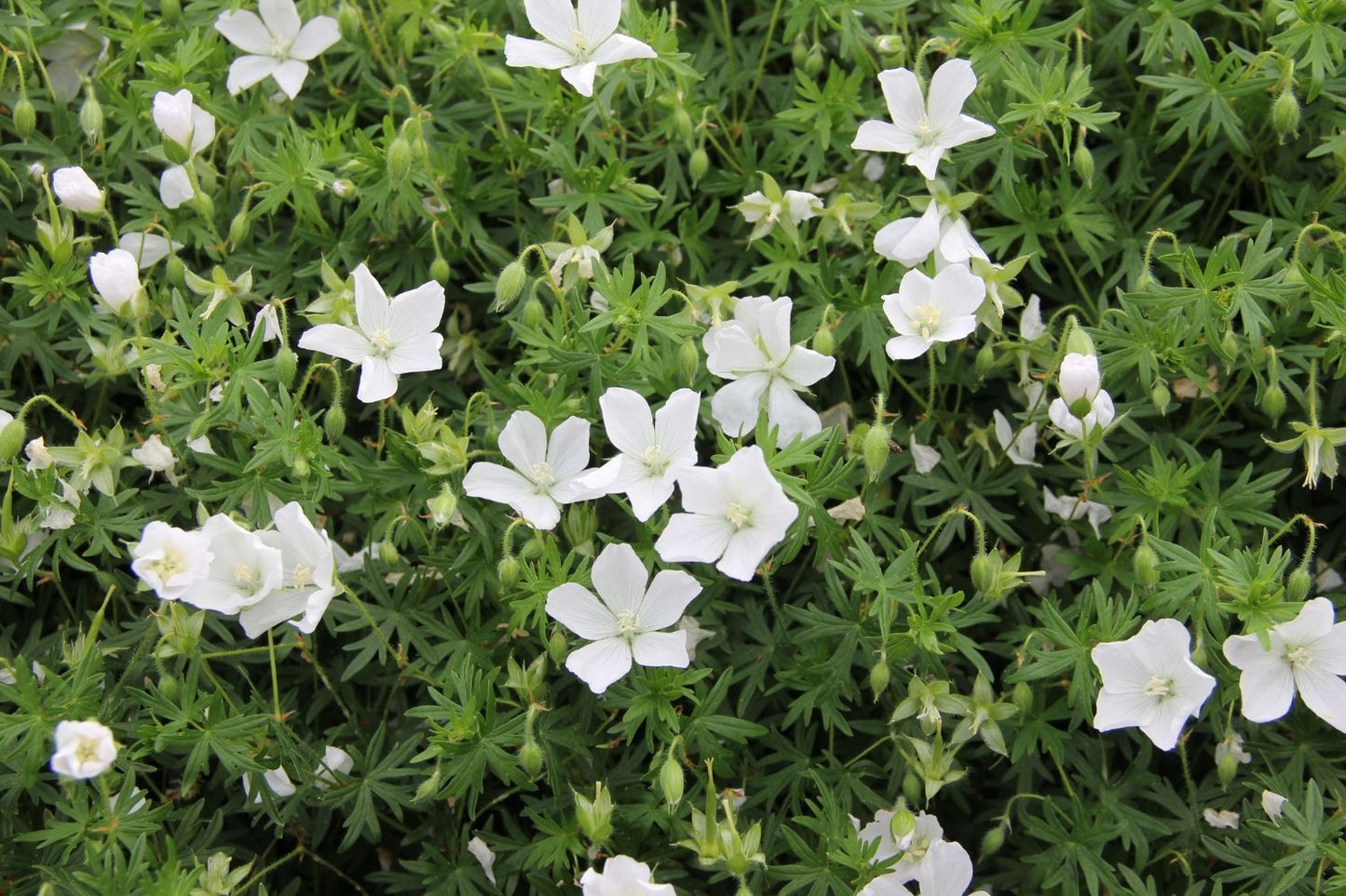 Blütenfest (Das Zeppelinsche Jubiläumsbeet)