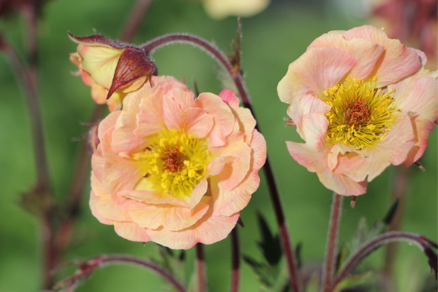 Blütenfest (Das Zeppelinsche Jubiläumsbeet)