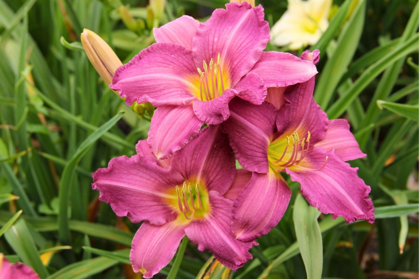 Blütenfest (Das Zeppelinsche Jubiläumsbeet)