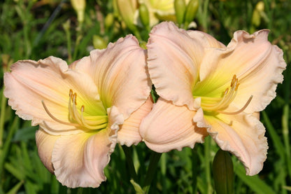 Blütenfest (Das Zeppelinsche Jubiläumsbeet)