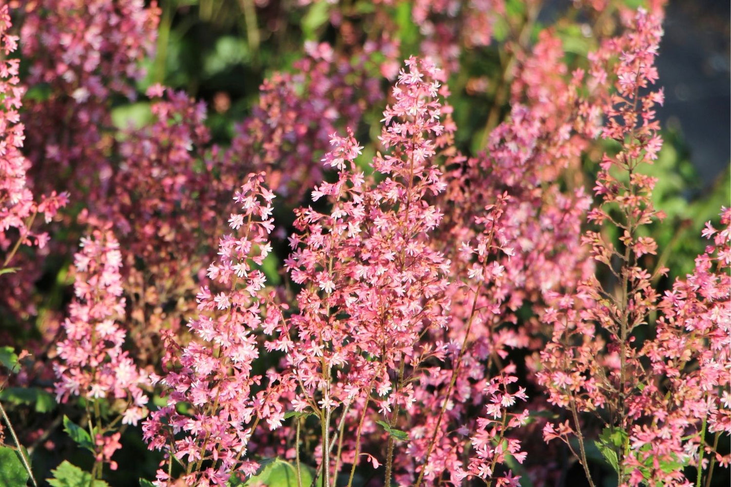 Blütenfest (Das Zeppelinsche Jubiläumsbeet)