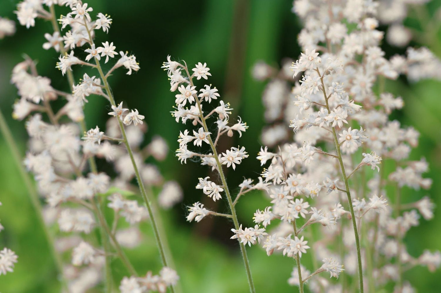 Blütenfest (Das Zeppelinsche Jubiläumsbeet)