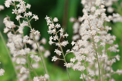 Blütenfest (Das Zeppelinsche Jubiläumsbeet)