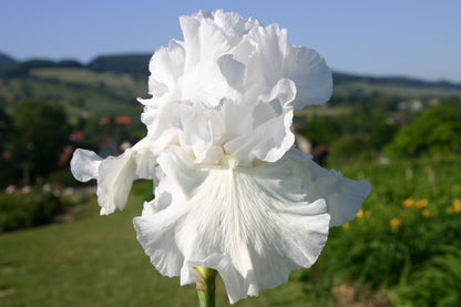 Blütenfest (Das Zeppelinsche Jubiläumsbeet)