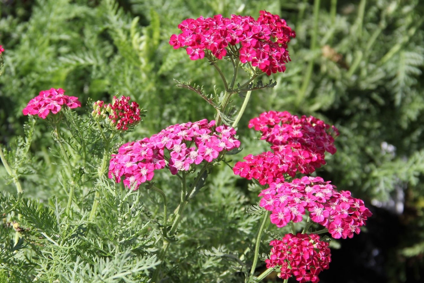 Blütenfest (Das Zeppelinsche Jubiläumsbeet)