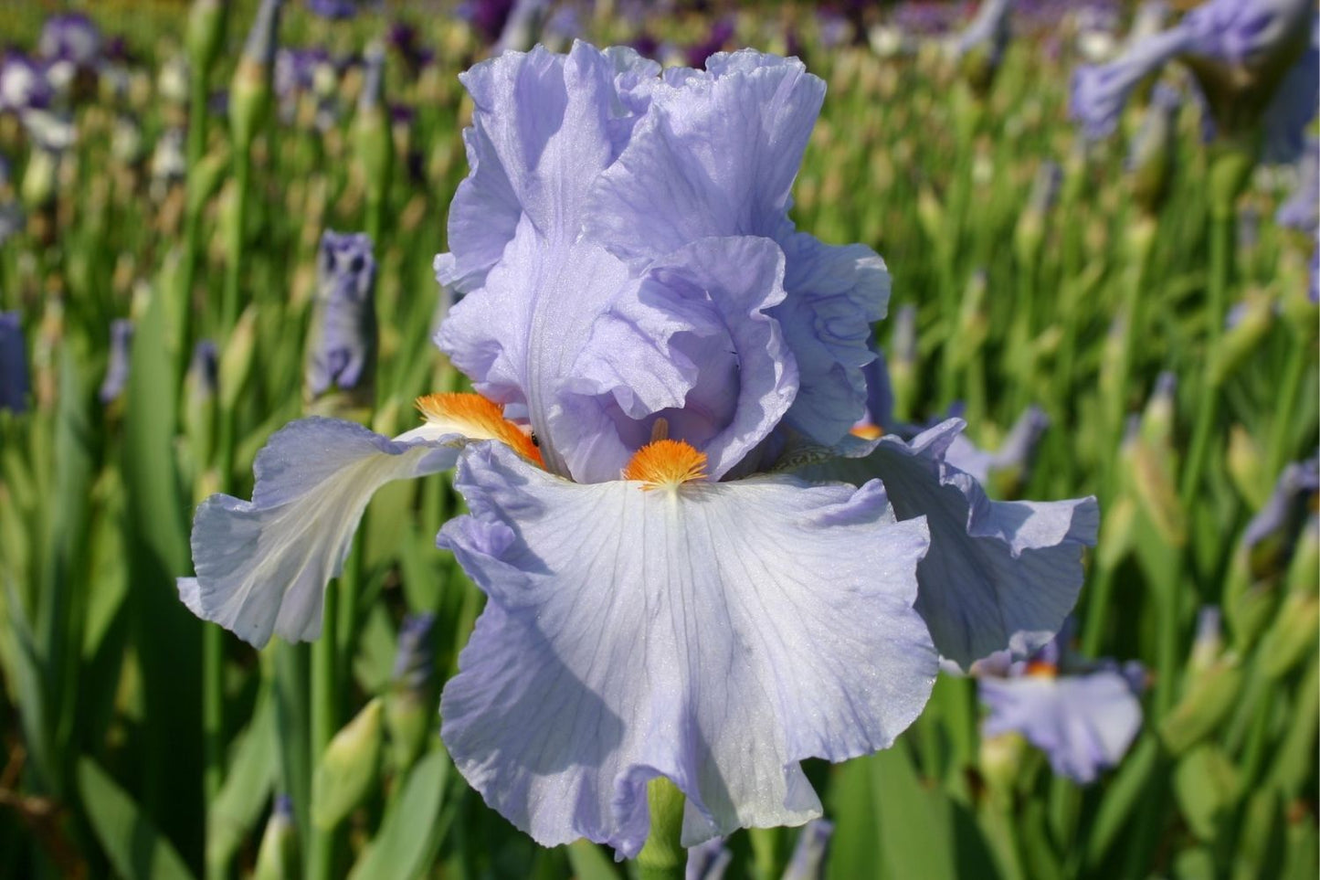 Blütenfest (Das Zeppelinsche Jubiläumsbeet)