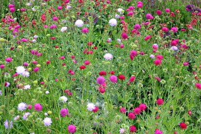 Blütenfest (Das Zeppelinsche Jubiläumsbeet)