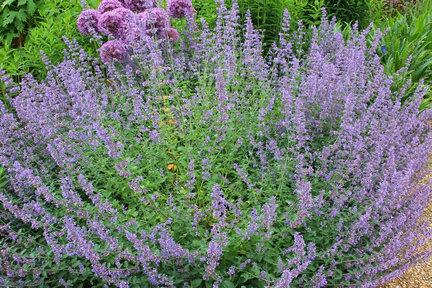 Blütenfest (Das Zeppelinsche Jubiläumsbeet)