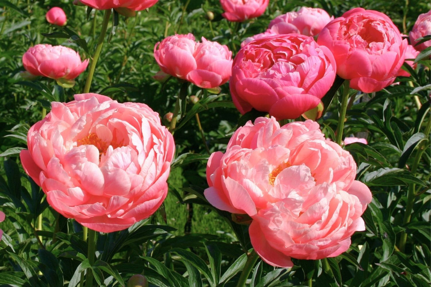 Blütenfest (Das Zeppelinsche Jubiläumsbeet)