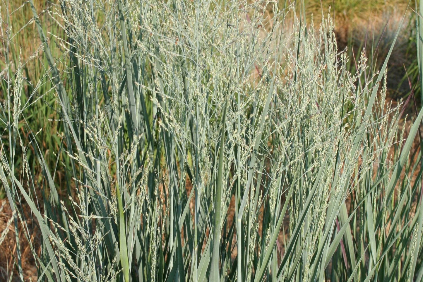 Blütenfest (Das Zeppelinsche Jubiläumsbeet)