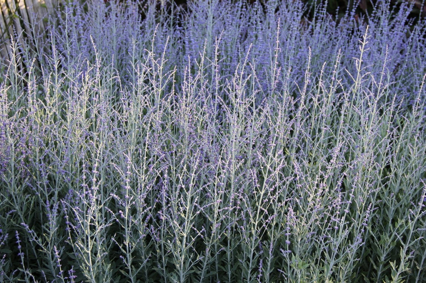 Blütenfest (Das Zeppelinsche Jubiläumsbeet)