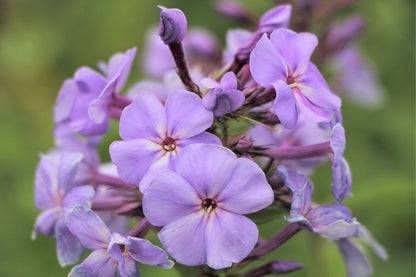 Blütenfest (Das Zeppelinsche Jubiläumsbeet)