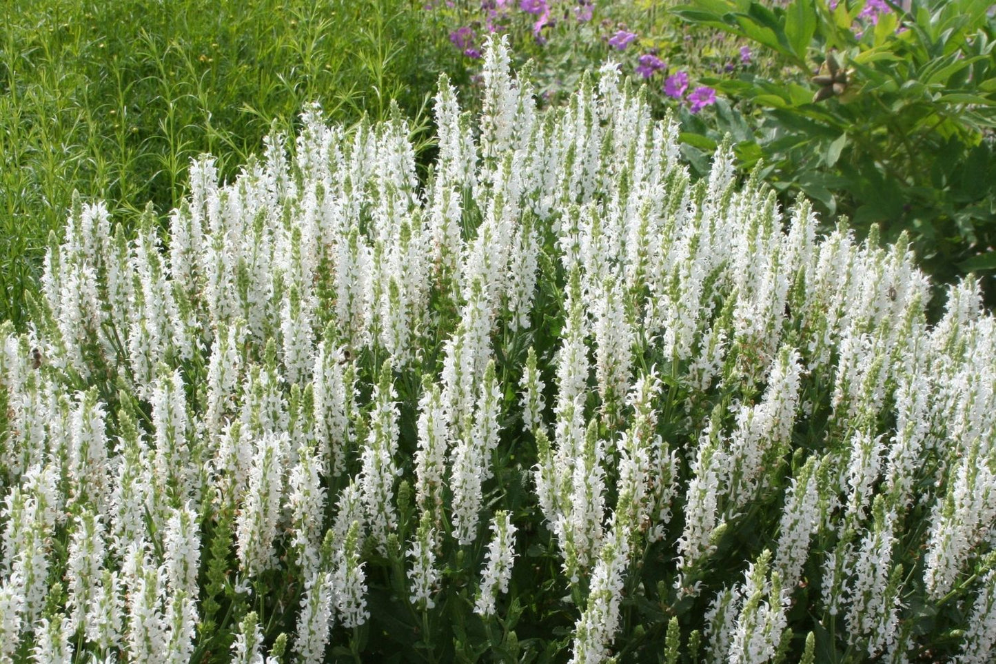 Blütenfest (Das Zeppelinsche Jubiläumsbeet)