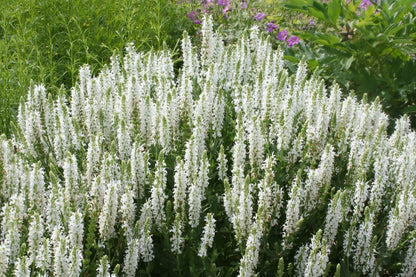 Blütenfest (Das Zeppelinsche Jubiläumsbeet)