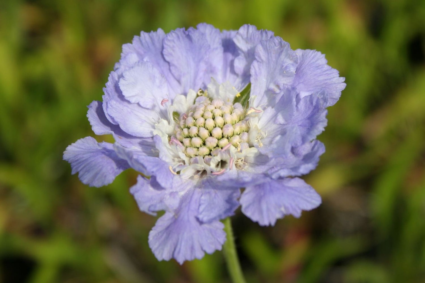 Blütenfest (Das Zeppelinsche Jubiläumsbeet)