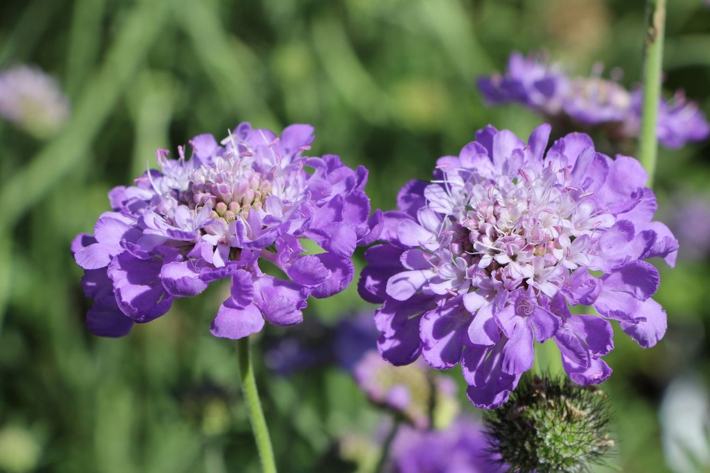 Blütenfest (Das Zeppelinsche Jubiläumsbeet)