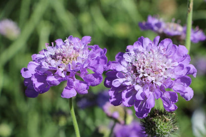 Blütenfest (Das Zeppelinsche Jubiläumsbeet)