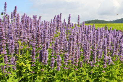 Blütenfest (Das Zeppelinsche Jubiläumsbeet)