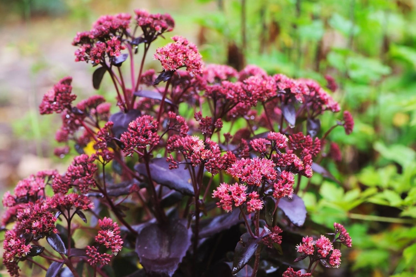 Blütenfest (Das Zeppelinsche Jubiläumsbeet)