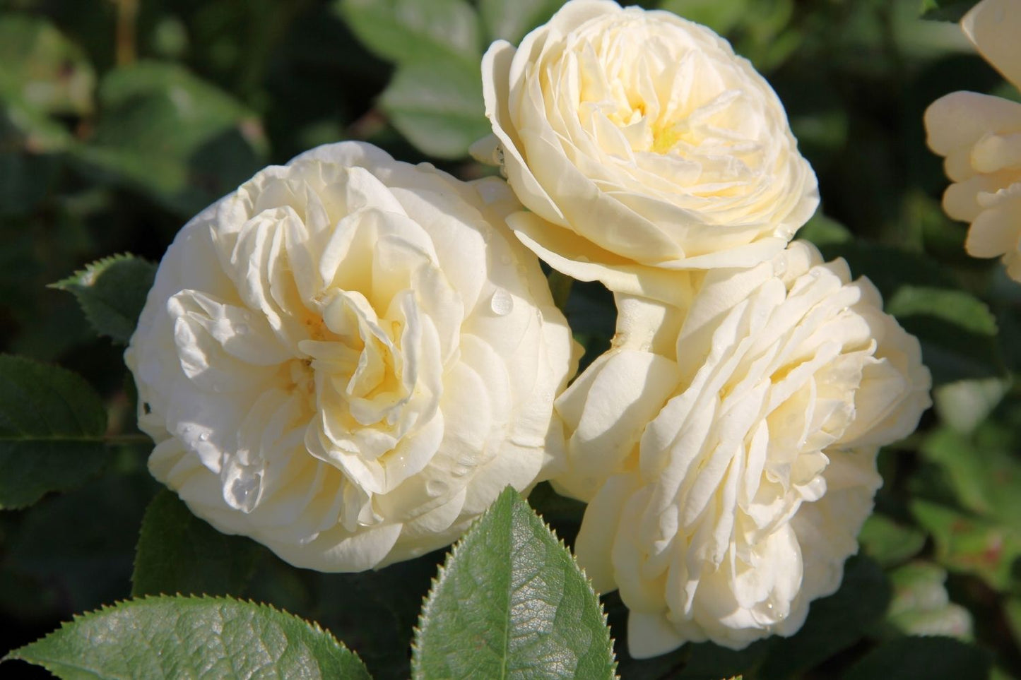 Blütenfest (Das Zeppelinsche Jubiläumsbeet)