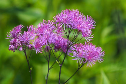 Blütenfest (Das Zeppelinsche Jubiläumsbeet)