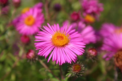 Blütenfest (Das Zeppelinsche Jubiläumsbeet)