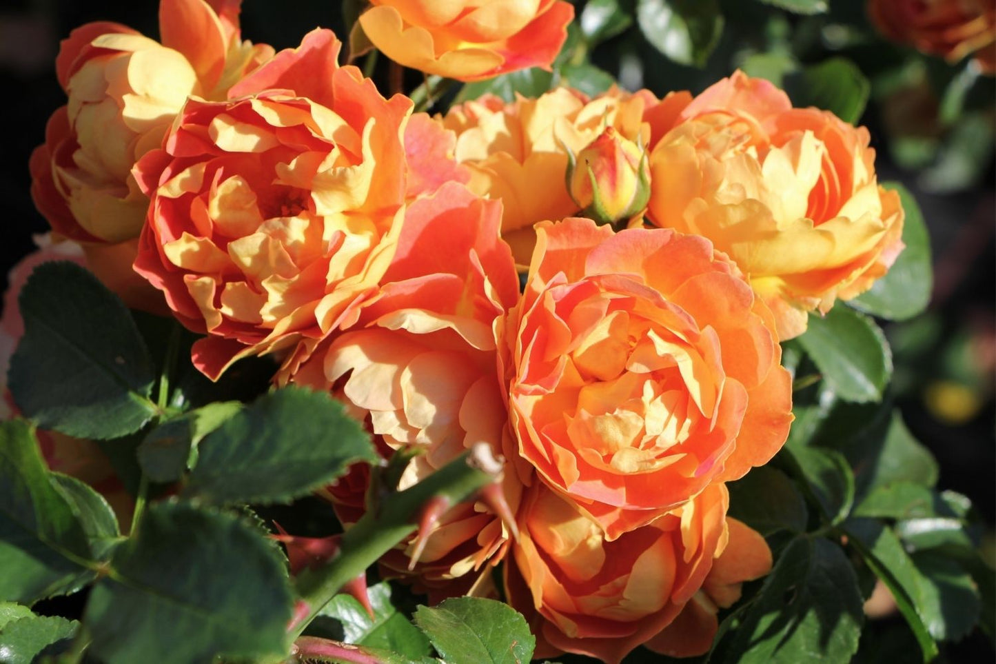 Blütenfest (Das Zeppelinsche Jubiläumsbeet)