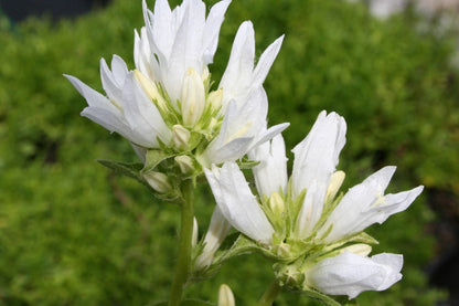 Blütenfest (Das Zeppelinsche Jubiläumsbeet)