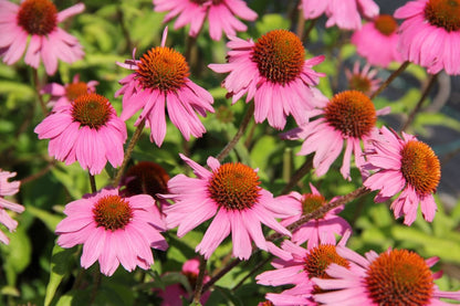 Blütenfest (Das Zeppelinsche Jubiläumsbeet)