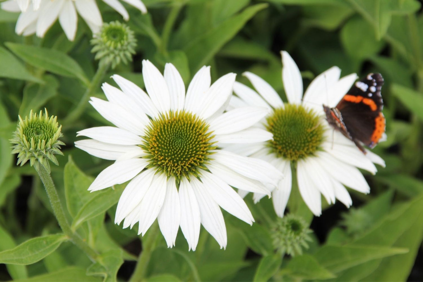 Blütenfest (Das Zeppelinsche Jubiläumsbeet)