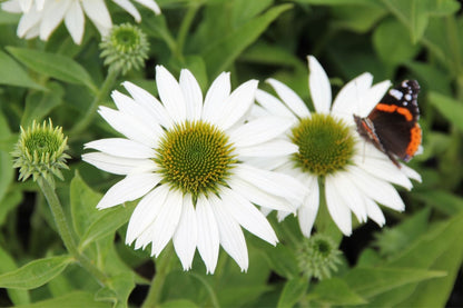 Blütenfest (Das Zeppelinsche Jubiläumsbeet)