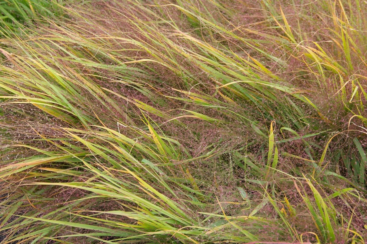 Blütenfest (Das Zeppelinsche Jubiläumsbeet)