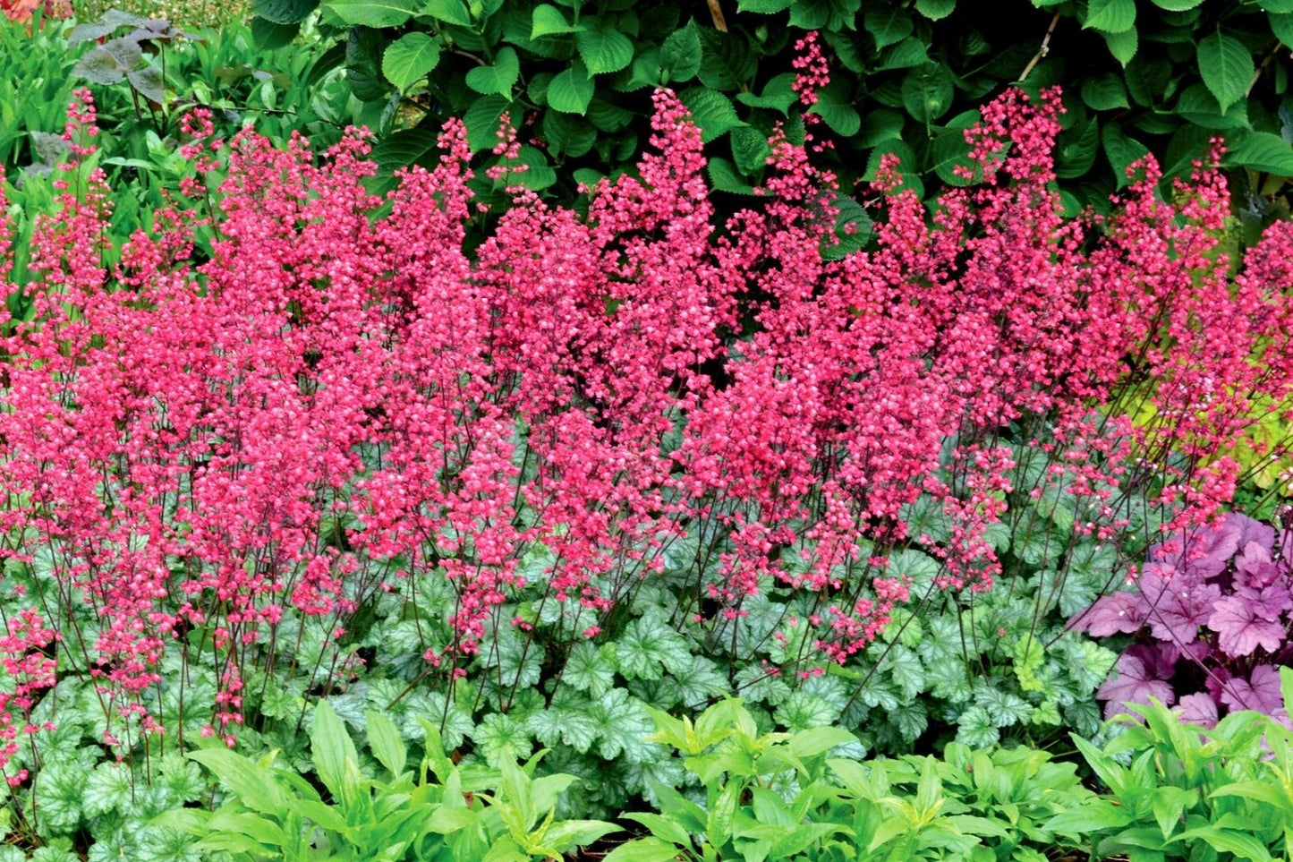 Heuchera 'Paris' Purpurglöckchen