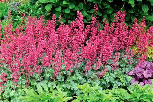 Heuchera 'Paris' Purpurglöckchen