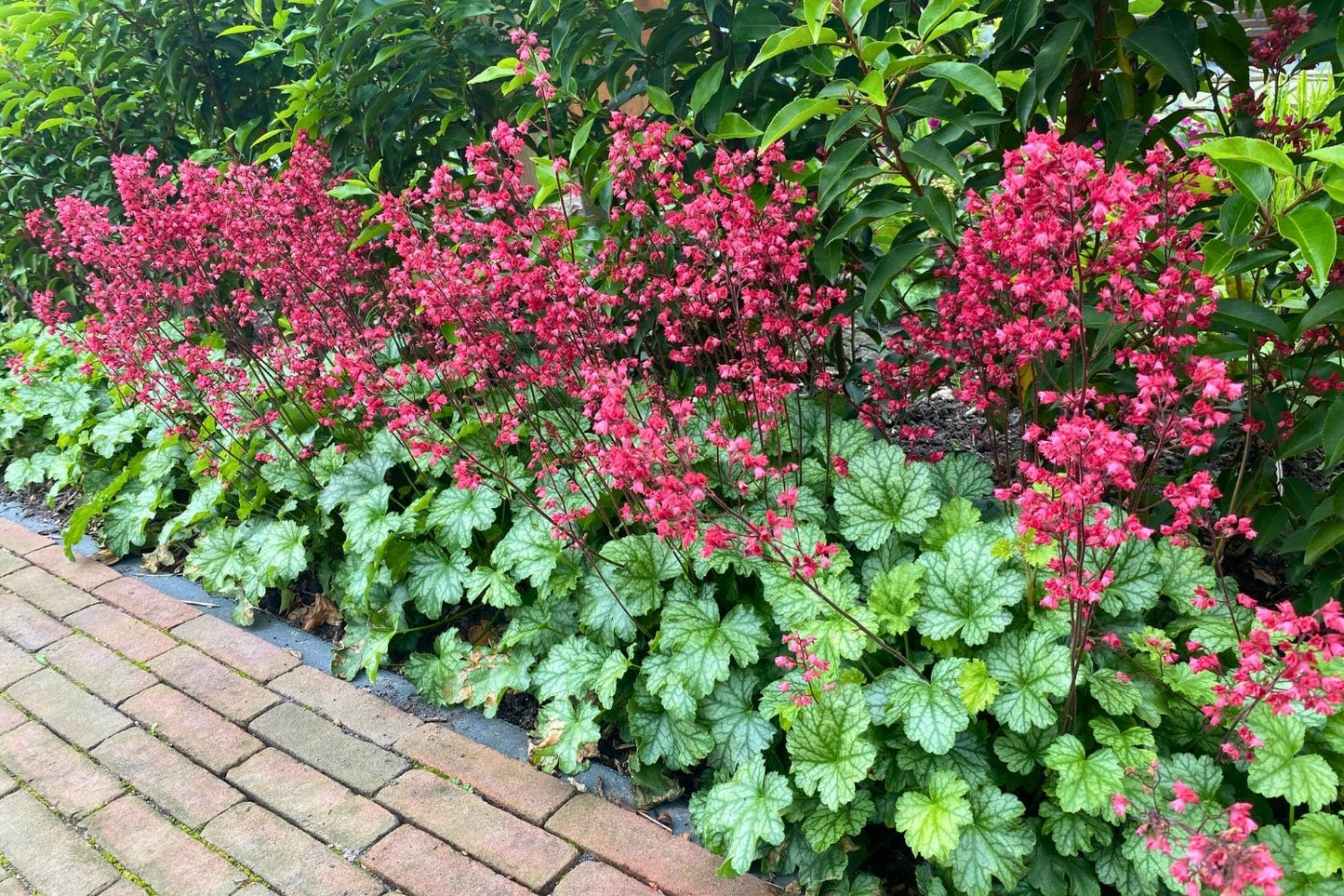 Heuchera 'Paris' (Purpurglöckchen)