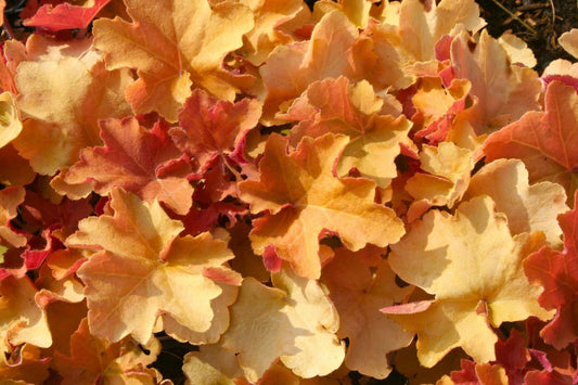 Heuchera 'Kassandra' Purpurglöckchen