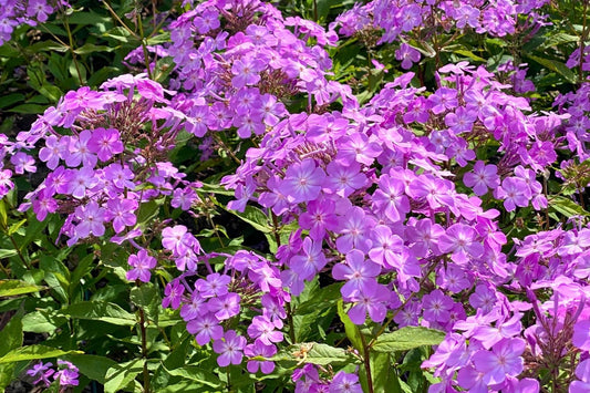 Phlox paniculata 'JS Queen Paola' ® Hohe Flammenblume