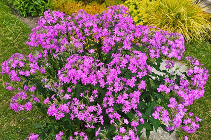 Phlox paniculata 'JS Queen Paola' ® (Hohe Flammenblume)