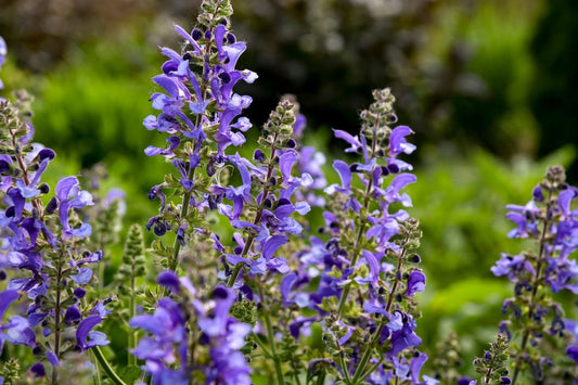 Salvia 'Big Sky' Garten-Blüten-Salbei