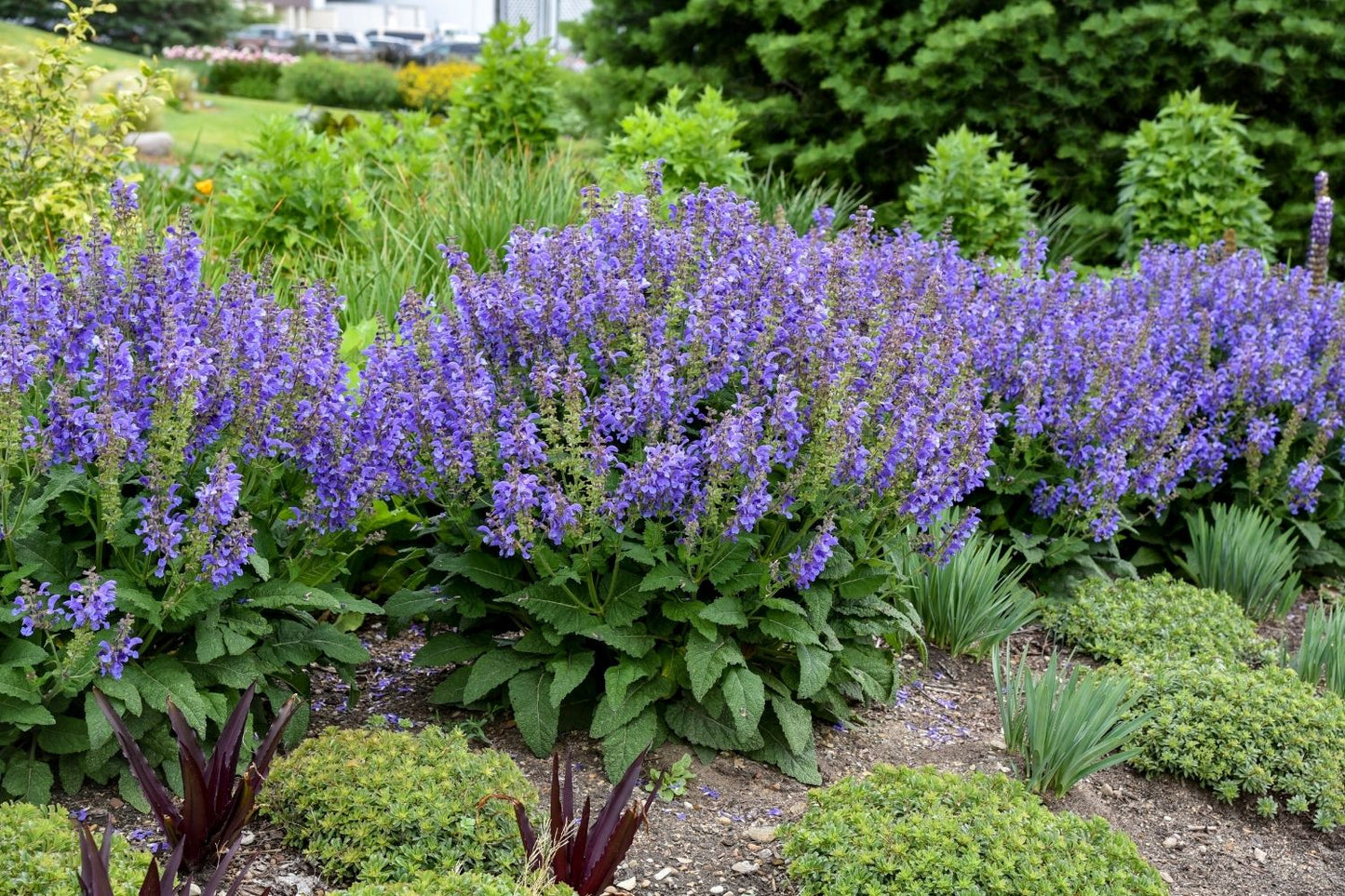 Salvia 'Big Sky' (Garten-Blüten-Salbei)